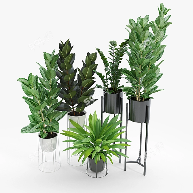 Ficus Set: 3D Models & Textures 3D model image 2