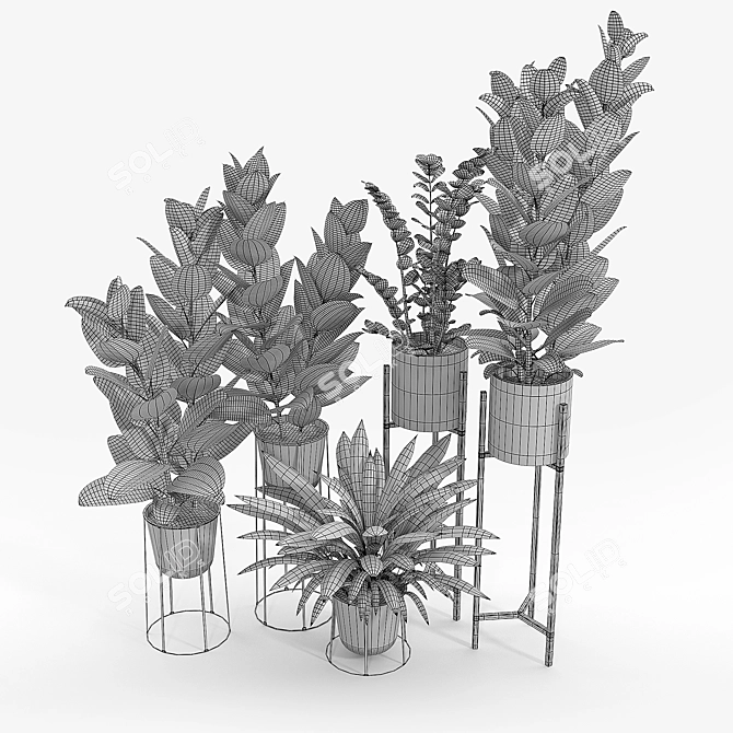 Ficus Set: 3D Models & Textures 3D model image 5