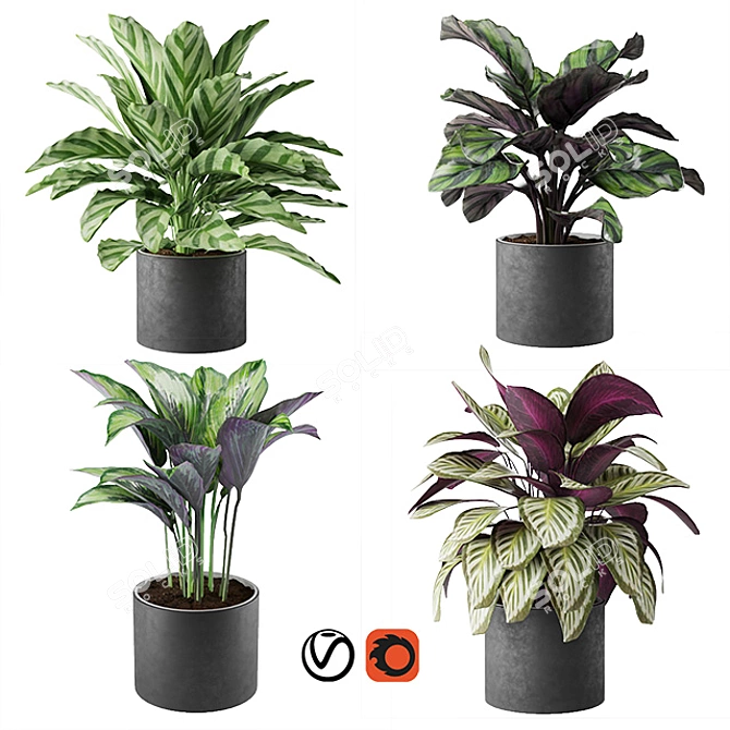 Exquisite Calathea Collection: Fasciata, Beauty Star, Freddie, Cora 3D model image 1