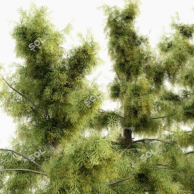  Majestic Alaska Cedar Tree Collection 3D model image 2