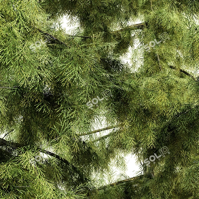  Majestic Alaska Cedar Tree Collection 3D model image 3
