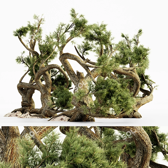 Majestic Jeffrey Pine Tree Collection 3D model image 1
