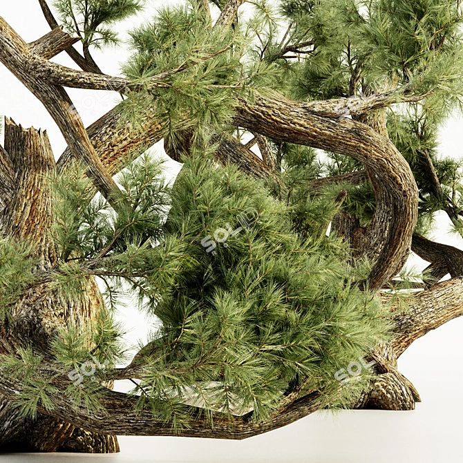 Majestic Jeffrey Pine Tree Collection 3D model image 4