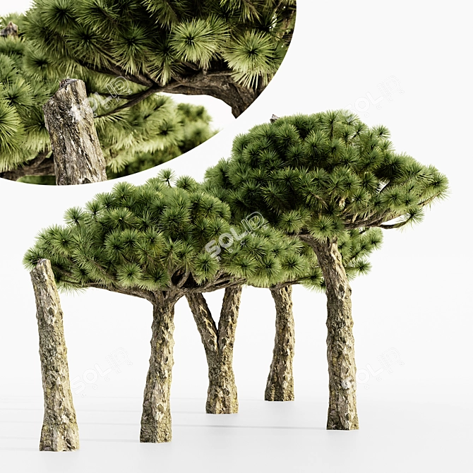 Tropical Dracaena Set: 5 Majestic Trees 3D model image 1