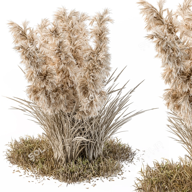 Outdoor Pampas Bush - Wild Grass (52cm) 3D model image 1