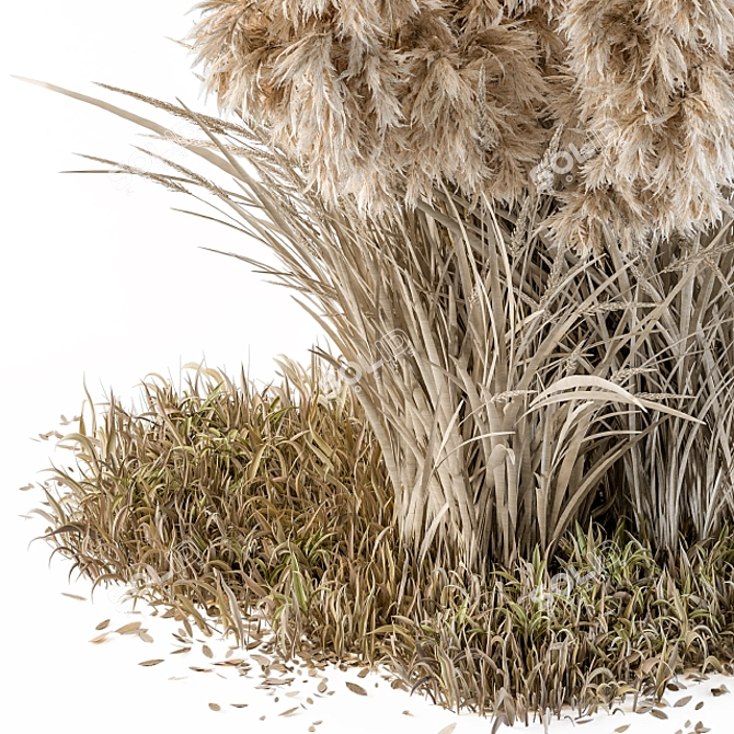 Outdoor Pampas Bush - Wild Grass (52cm) 3D model image 2