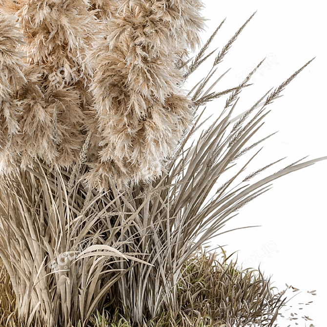 Outdoor Pampas Bush - Wild Grass (52cm) 3D model image 3