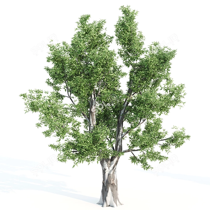 Diverse 4 Tree Set: Eucalyptus, Laurus, Palm, Pine 3D model image 3