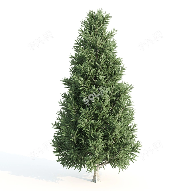 Diverse 4 Tree Set: Eucalyptus, Laurus, Palm, Pine 3D model image 5