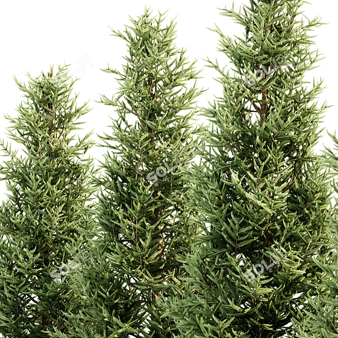  Majestic Fraser Fir Tree Collection 3D model image 2