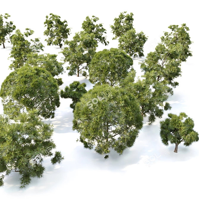 Mini Conifer Trees: 50-70cm Height 3D model image 2