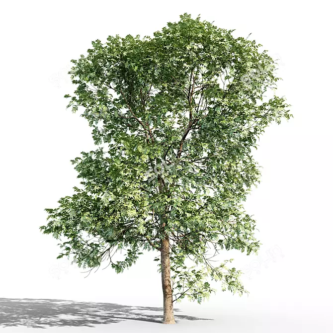 Tall Ash Tree: 11.65m Height 3D model image 1