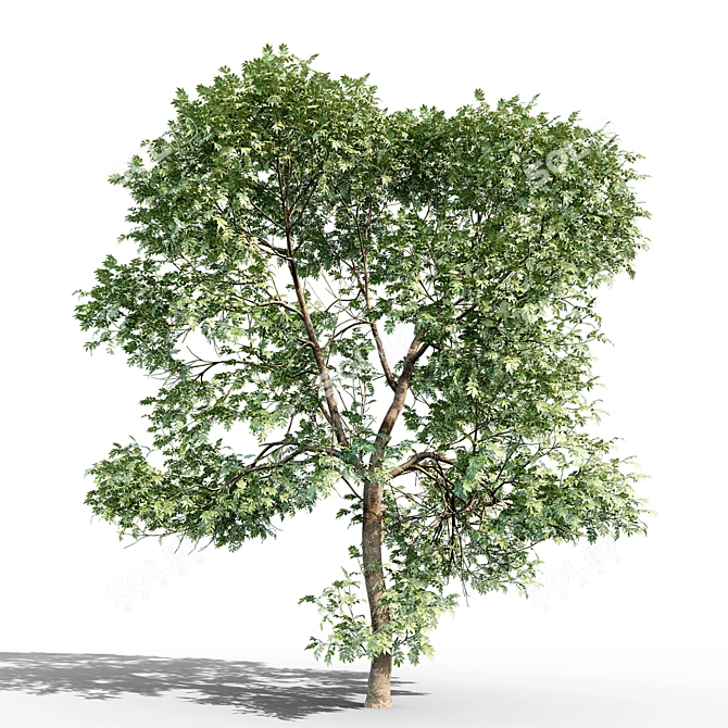 Tall Ash Tree: 11.65m Height 3D model image 2