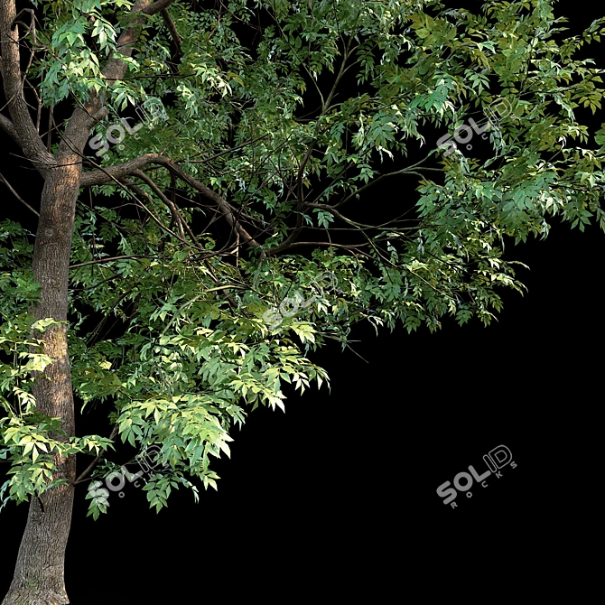 Tall Ash Tree: 11.65m Height 3D model image 3