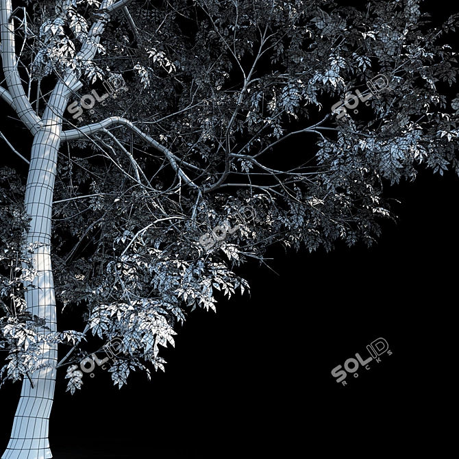 Tall Ash Tree: 11.65m Height 3D model image 4