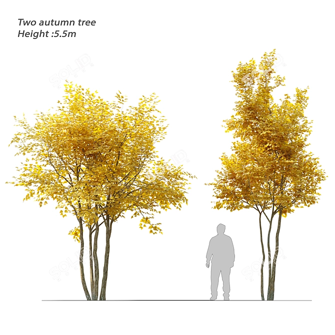 Autumn Bliss: Two Majestic Trees 3D model image 1