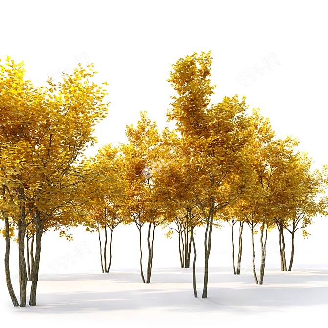 Autumn Bliss: Two Majestic Trees 3D model image 2