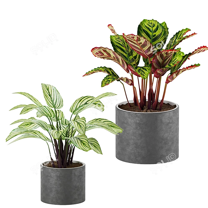 Tropical Calathea Plant Collection 3D model image 2