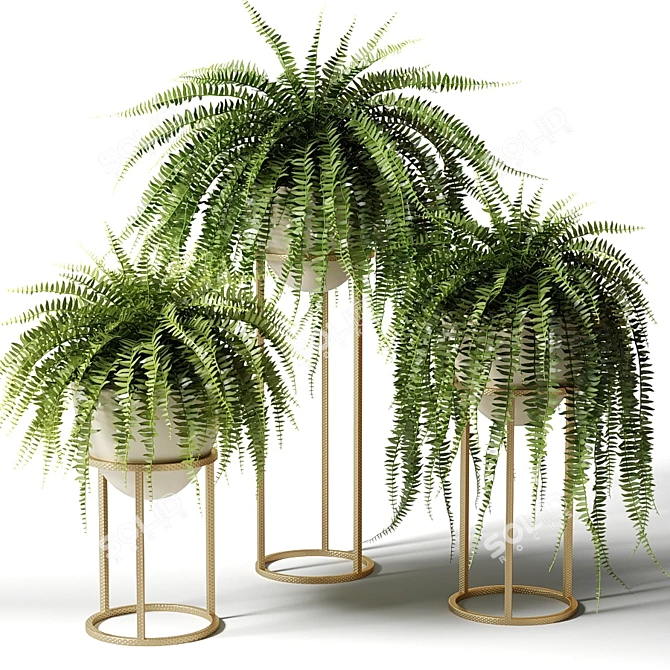 Nephrolepis Sublime: Indoor Greenery in Floor Planters 3D model image 2