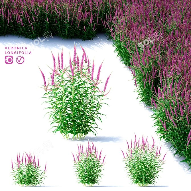Veronica Longifolia - Elegant Long-Leaved Flowers 3D model image 1