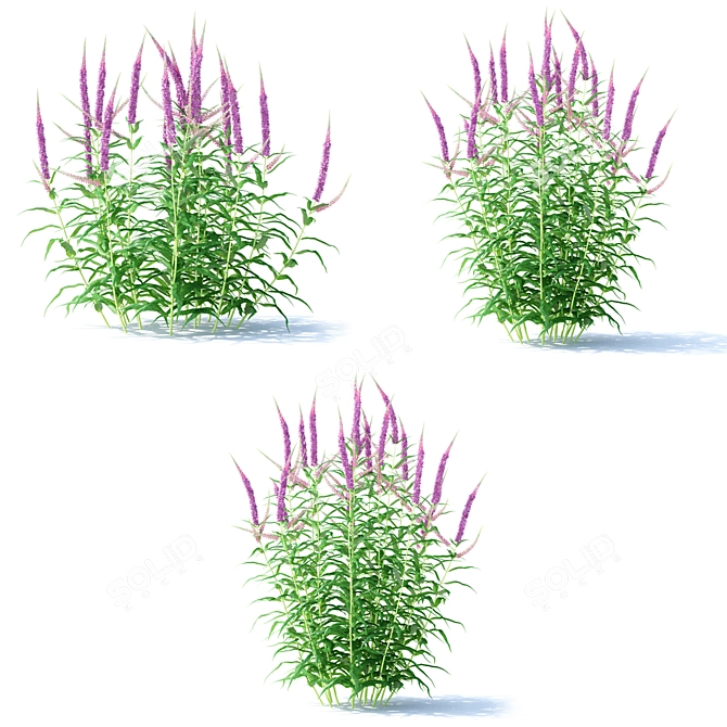 Veronica Longifolia - Elegant Long-Leaved Flowers 3D model image 2