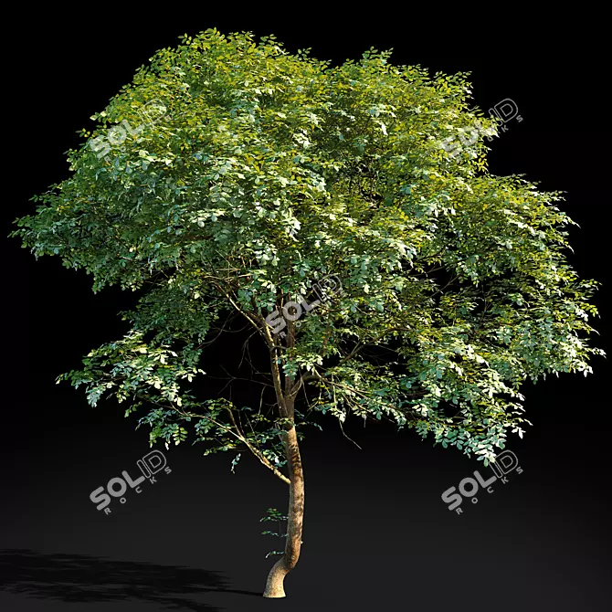 Tall Ash Tree | 8.7m Height 3D model image 1