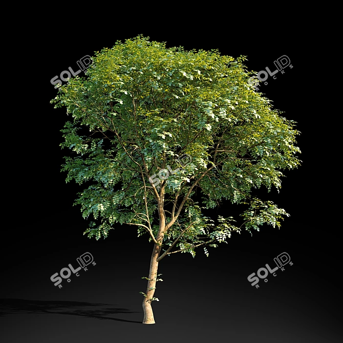 Tall Ash Tree | 8.7m Height 3D model image 2