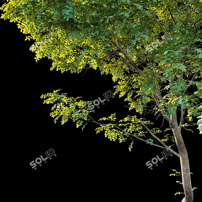 Tall Ash Tree | 8.7m Height 3D model image 3