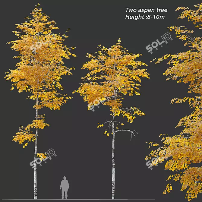 Autumn Aspen Trees: 8-10m Height 3D model image 1