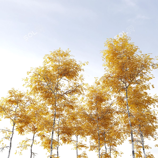 Autumn Aspen Trees: 8-10m Height 3D model image 3
