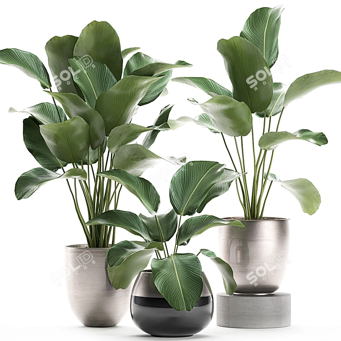 Exotic Plant Collection: Calathea, Banana Palm, Ravenala, and Strelitzia 3D model image 1