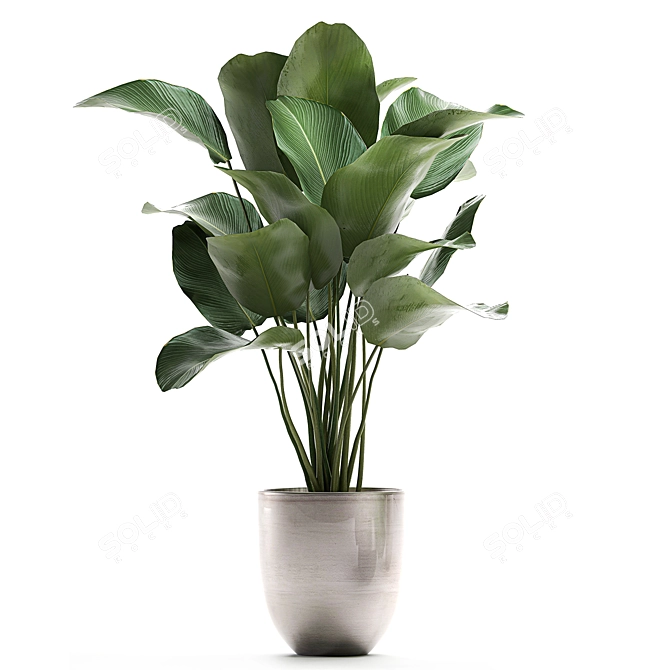 Exotic Plant Collection: Calathea, Banana Palm, Ravenala, and Strelitzia 3D model image 3