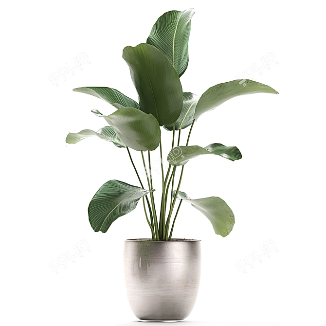 Exotic Plant Collection: Calathea, Banana Palm, Ravenala, and Strelitzia 3D model image 4