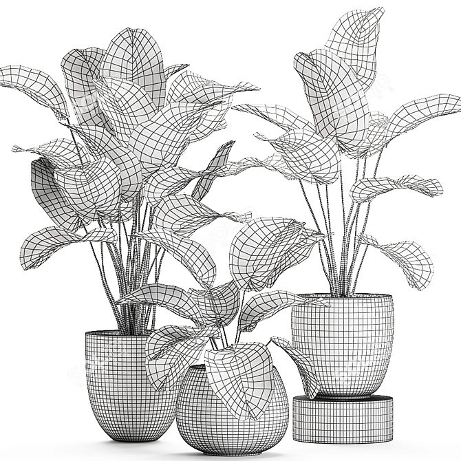 Exotic Plant Collection: Calathea, Banana Palm, Ravenala, and Strelitzia 3D model image 5