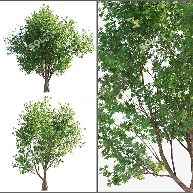 Dual Landscape Tree Set: Render-Ready 3D model image 1