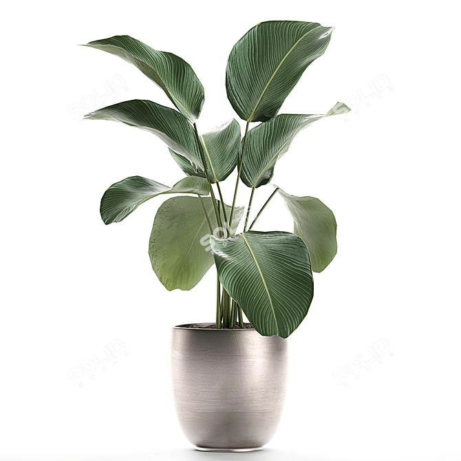 Exotic Plant Collection: Calathea, Ravenala, Strelitzia 3D model image 2