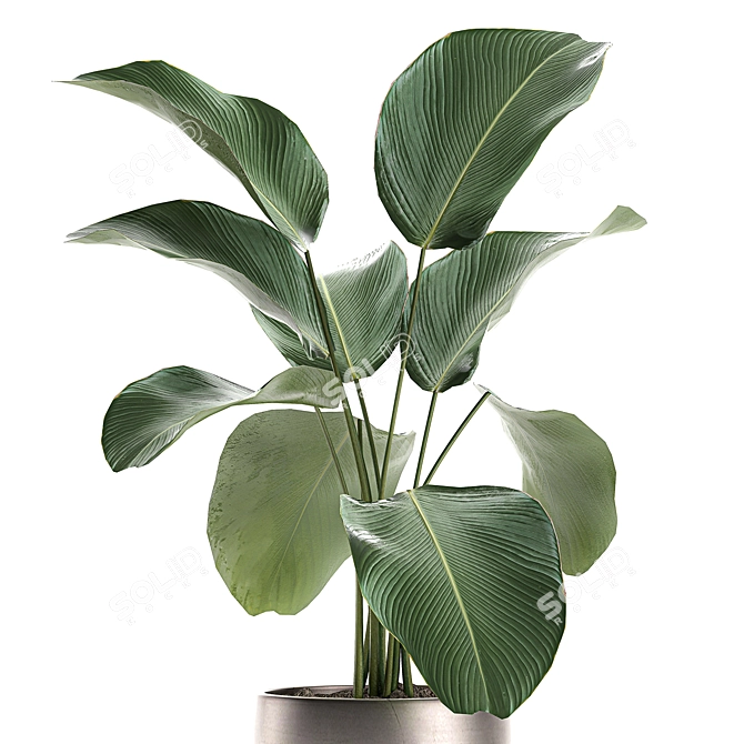 Exotic Plant Collection: Calathea, Ravenala, Strelitzia 3D model image 3