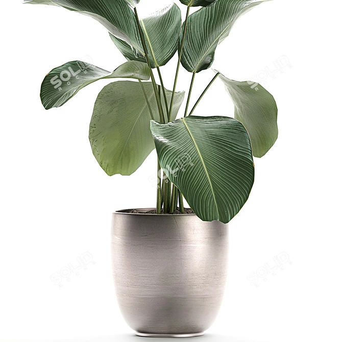 Exotic Plant Collection: Calathea, Ravenala, Strelitzia 3D model image 4