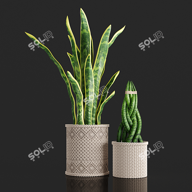 Braided Sansevieria: Macrame Planters 3D model image 1