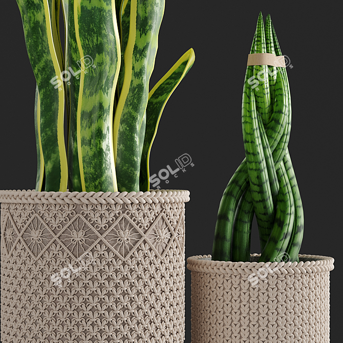 Braided Sansevieria: Macrame Planters 3D model image 2