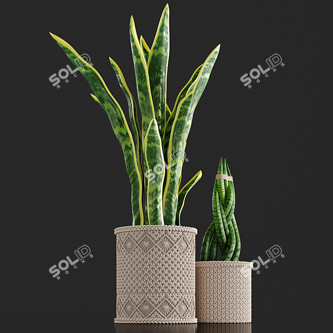 Braided Sansevieria: Macrame Planters 3D model image 3