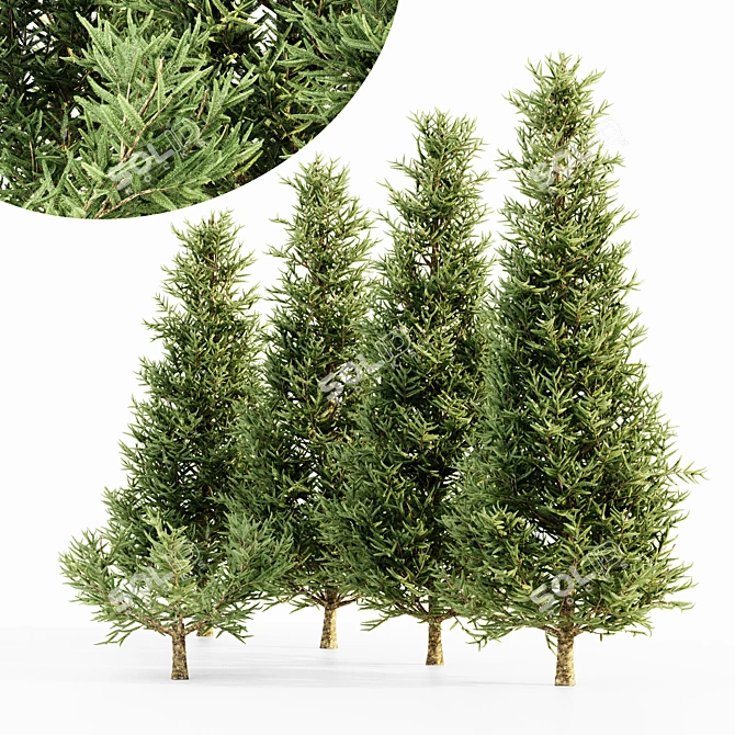 Premium Fraser Fir Tree Collection 3D model image 1