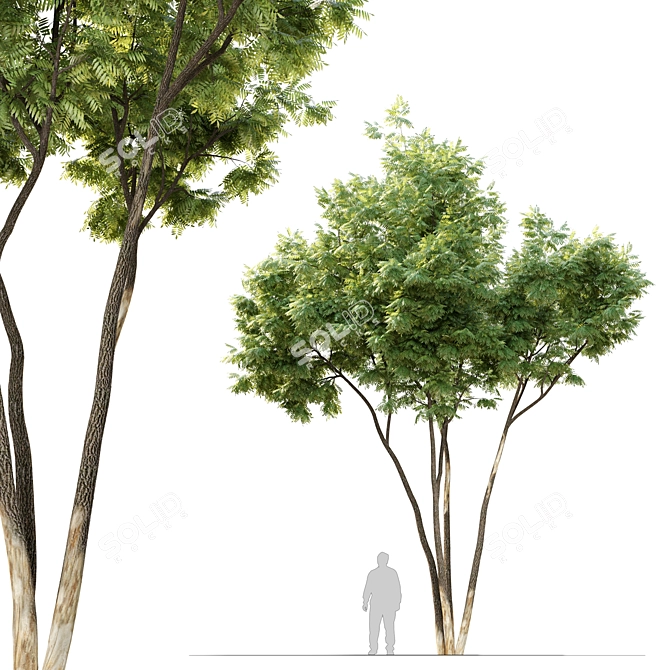  Majestic Ash Tree: 10m Height 3D model image 1