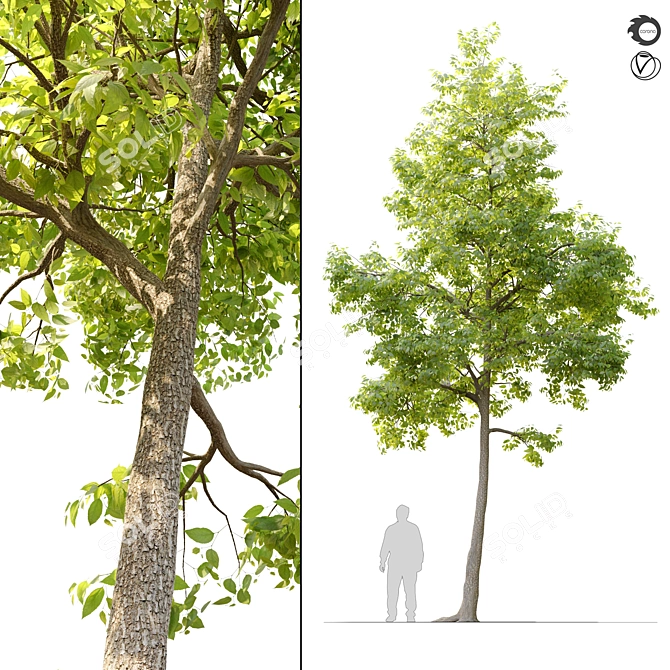  Majestic American Elm Tree - 8m Height 3D model image 4