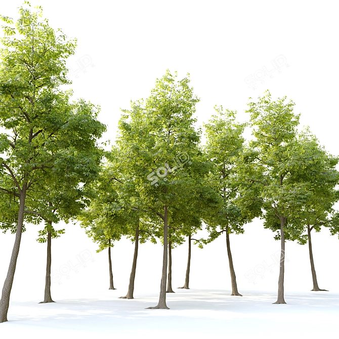  Majestic American Elm Tree - 8m Height 3D model image 7