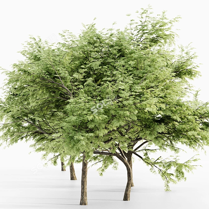 Majestic Thorn Tree Collection 3D model image 3