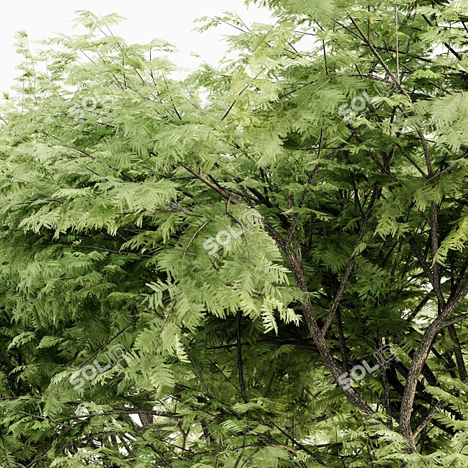 Majestic Thorn Tree Collection 3D model image 4