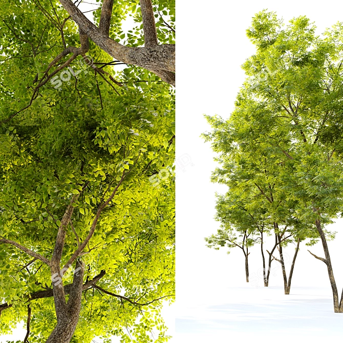 Tall and Majestic Ash Tree 3D model image 2