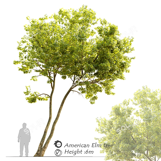 Majestic American Elm Tree 3D model image 1