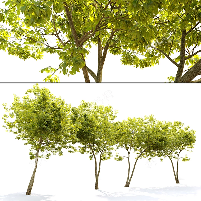 Majestic American Elm Tree 3D model image 2